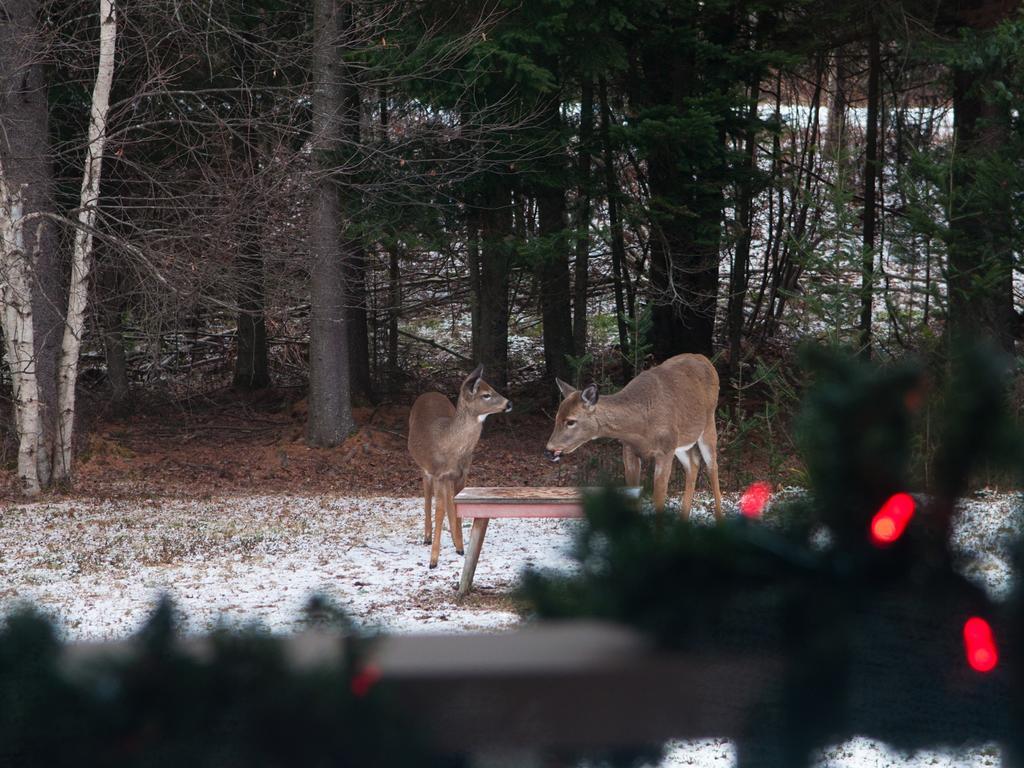 Gite Crystal Inn Mont-Tremblant Dış mekan fotoğraf